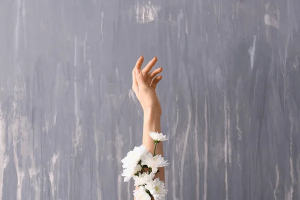 stock image Female hand with white flowers on grey background