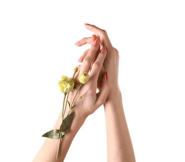 Female Hands Beautiful Flowers White Background — Stock Photo, Image