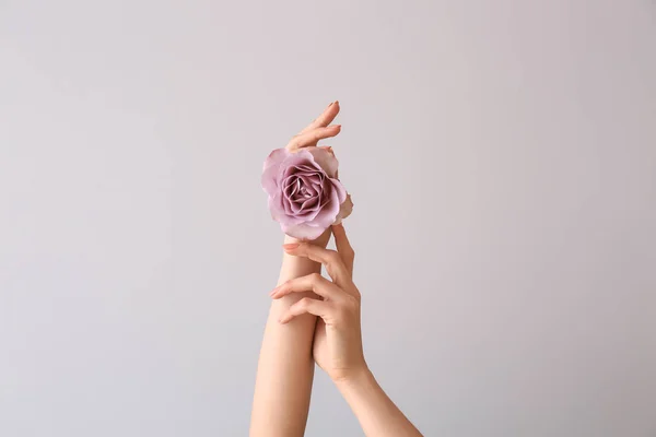 Female Hands Beautiful Rose Light Background — Stock Photo, Image