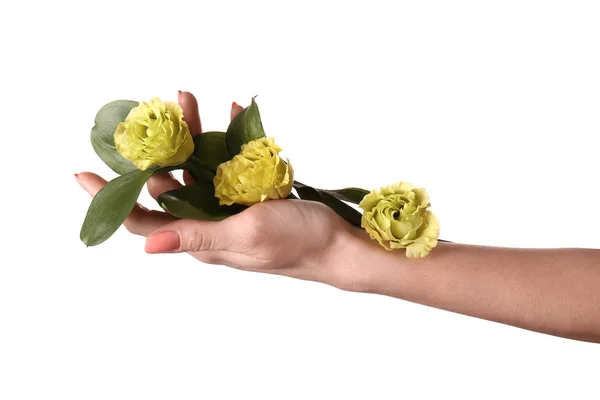 Female Hand Holding Beautiful Flowers White Background — Stock Photo, Image