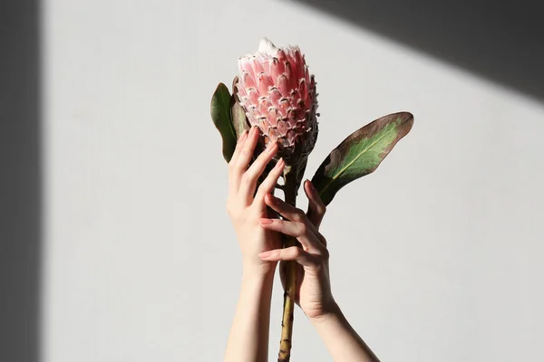 Female Hands Holding Tropical Flower Light Background — Stock Photo, Image