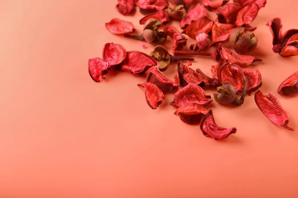 Dried Floral Decor Coral Background — Stock Photo, Image