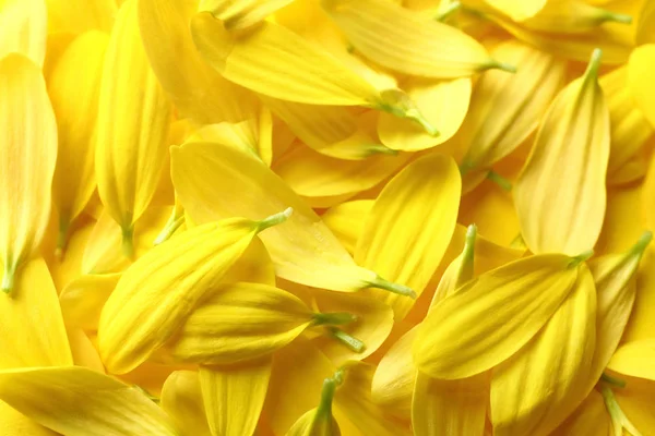 Color Flower Petals Closeup — Stock Photo, Image