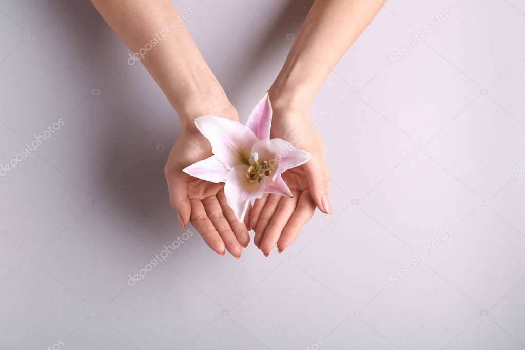 Female hands holding beautiful lily on light background