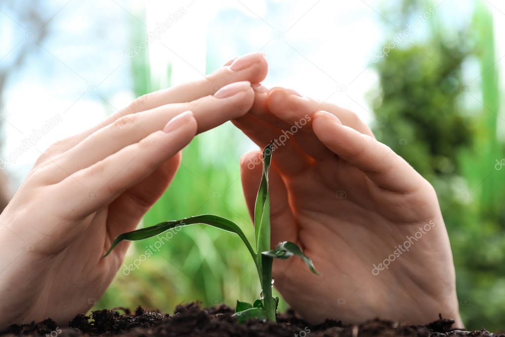 Female hands with green sprout in soil outdoors