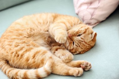 Şirin komik kedi evde koltukta yalan