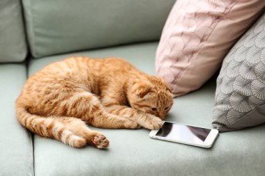 Şirin komik kedi ve evde kanepe üstünde hareket eden telefon