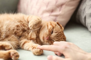 Ev sahibi ile şirin komik kedi