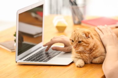 Şirin komik kedi evde çalışma ile genç kadın