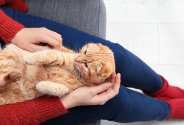 Şirin komik kedi evde olan kadın