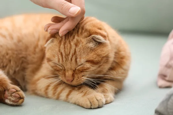 Jovem Mulher Acariciando Bonito Engraçado Gato Casa — Fotografia de Stock