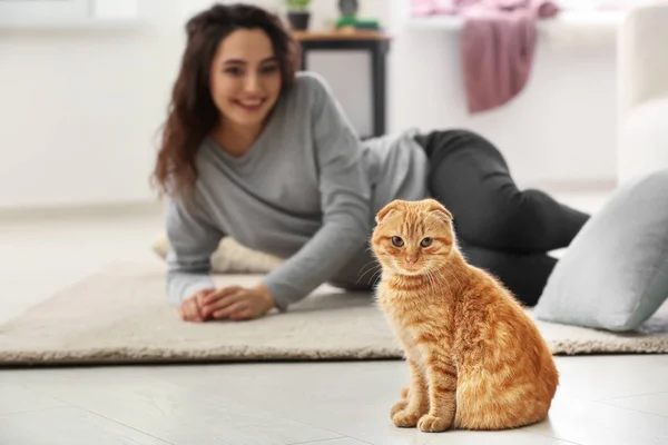 Cute Funny Cat Owner Home — Stock Photo, Image