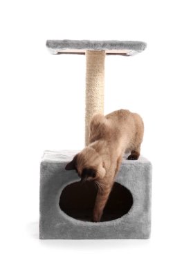 Tatlı Tay kedi beyaz zemin üzerine yazı tırmalamak ile oynarken
