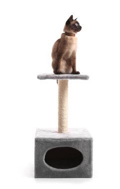 Tatlı Tay kedi ve beyaz arka plan üzerinde tırmalamak posta