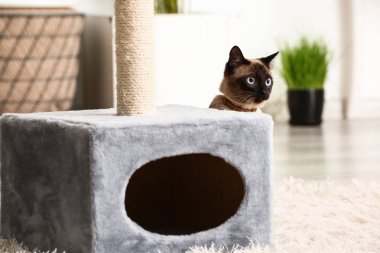 Şirin komik Tay kedi tırmalamak posta evde yakınındaki