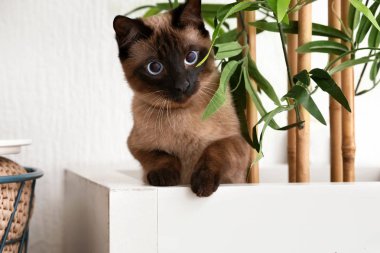Evde houseplant ile tencerede şirin komik Tay kedi