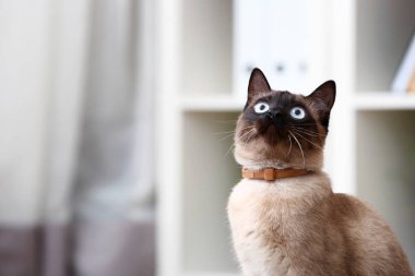 Şirin komik Tay kedi evde