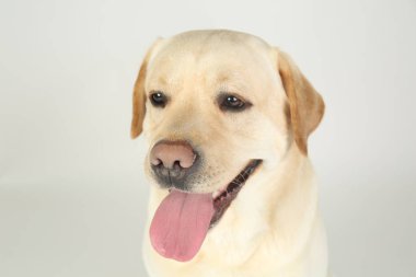 Işık arka plan üzerinde şirin Labrador geri almak