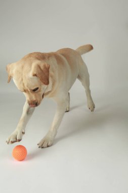 Şirin Labrador Retriever açık renkli top oynamaktan
