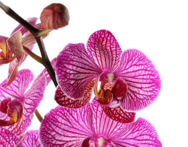 Beyaz arkaplanda güzel orkide çiçekleri