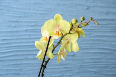 Renkli arkaplanda güzel orkide çiçekleri