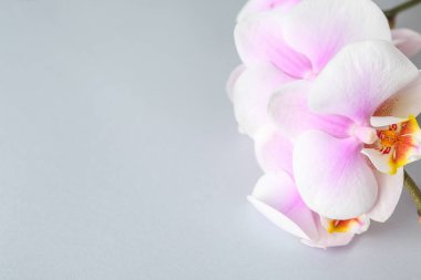 Açık arkaplanda güzel orkide çiçekleri