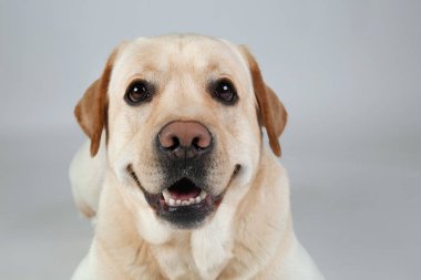 Işık arka plan üzerinde şirin Labrador geri almak