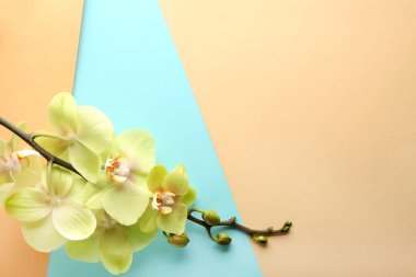 Renkli arkaplanda güzel orkide çiçekleri