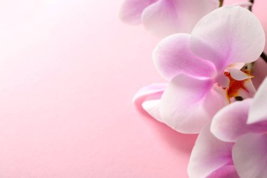 Renkli arkaplanda güzel orkide çiçekleri