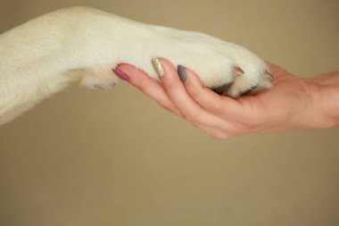 Şirin Labrador Retriever pençe sahibine, portre vermek
