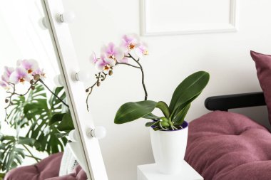 Beautiful orchid flower in interior of room clipart