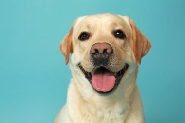 Renk arka plan üzerinde şirin Labrador geri almak