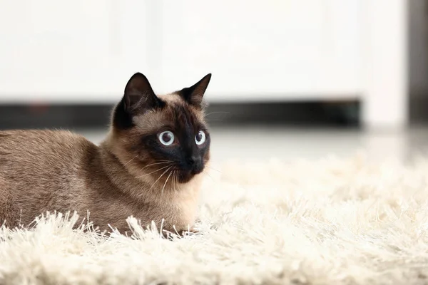 Симпатичная Смешная Тайская Кошка Дома — стоковое фото