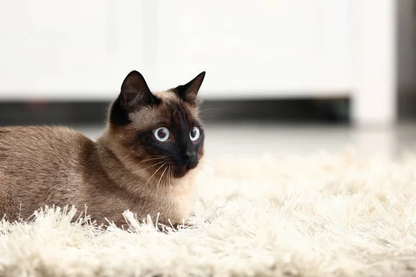 Lindo Divertido Tailandés Gato Casa — Foto de Stock