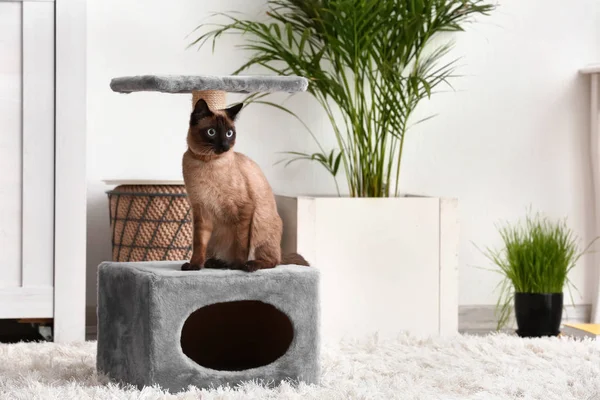 Niedliche Lustige Thailändische Katze Spielt Mit Kratzpfosten Hause — Stockfoto