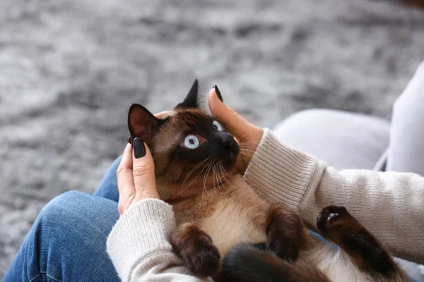 Cute funny Thai cat with owner at home