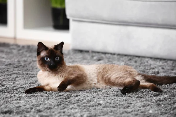 Gato Tailandês Bonito Deitado Tapete Casa — Fotografia de Stock