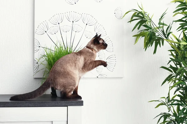 Cute Funny Thai Cat Home — Stock Photo, Image