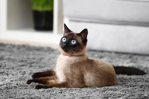 Niedliche Thailändische Katze Liegt Hause Auf Teppich — Stockfoto