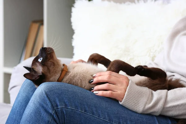 Leuke Grappige Thaise Kat Met Eigenaar Thuis — Stockfoto