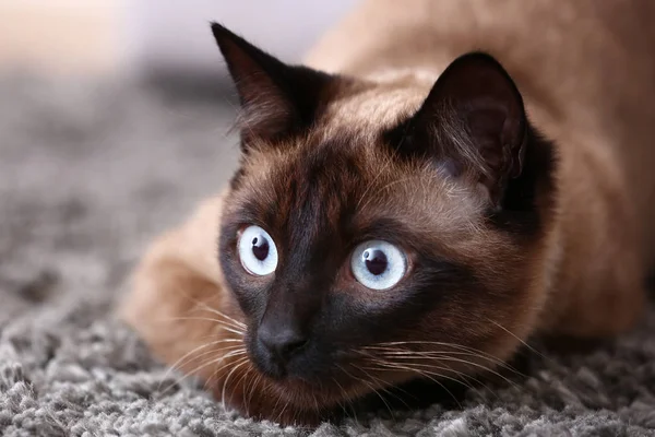 Lindo Gato Tailandés Acostado Alfombra Casa Primer Plano — Foto de Stock