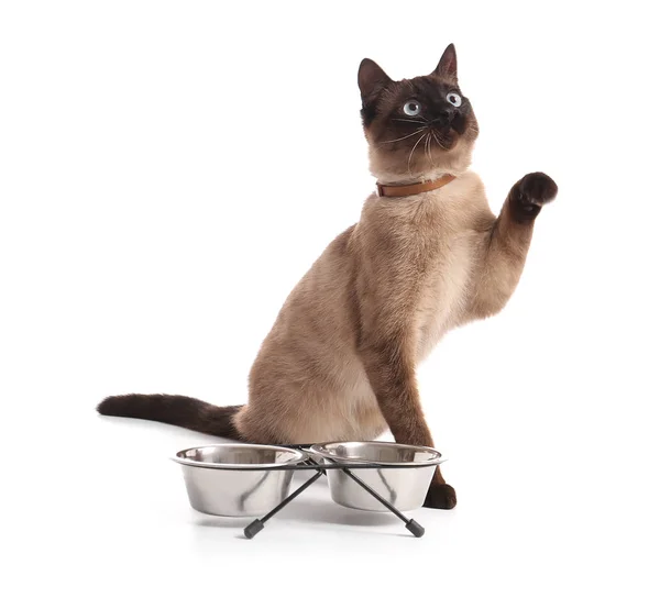 Симпатичная Тайская Кошка Миски Едой Белом Фоне — стоковое фото
