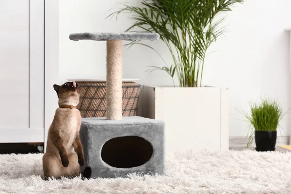 Niedliche Lustige Thailändische Katze Der Nähe Von Kratzpfosten Hause — Stockfoto