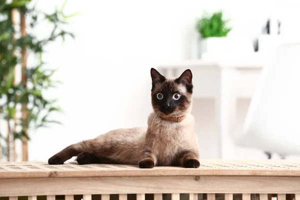 Lindo Divertido Tailandés Gato Casa — Foto de Stock