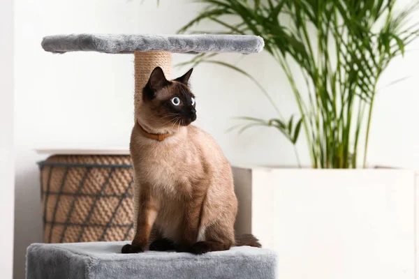 Şirin komik Tay kedi sonrası evde tırmalamak ile oynamak