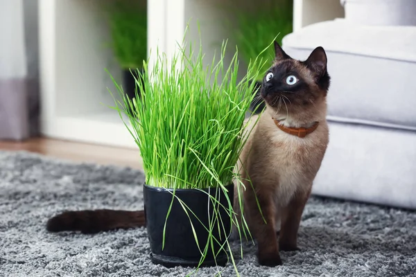 Cute Funny Thai Cat Pot Wheat Grass Sprouts Home — Stock Photo, Image