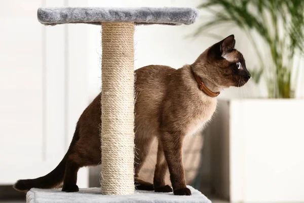 Cute Funny Thai Cat Playing Scratching Post Home — Stock Photo, Image