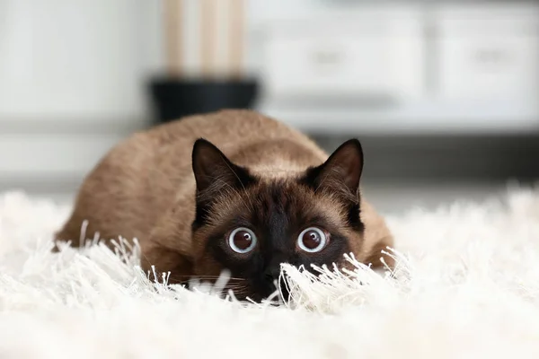 Gato Tailandês Engraçado Bonito Casa — Fotografia de Stock