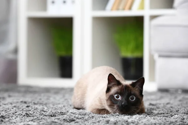 Niedliche Thailändische Katze Liegt Hause Auf Teppich — Stockfoto