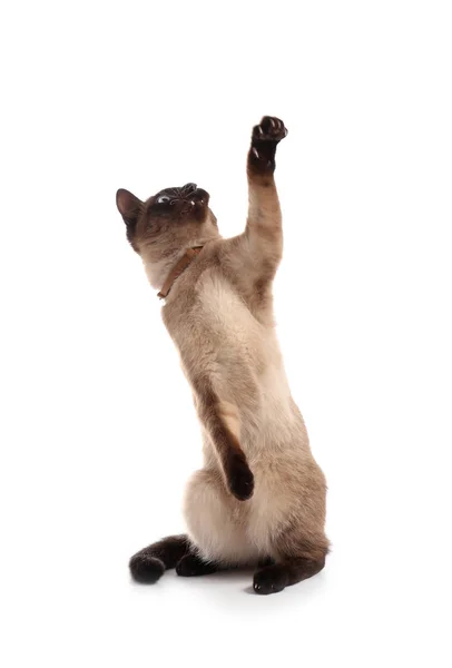 Lindo Gato Tailandés Juguetón Sobre Fondo Blanco —  Fotos de Stock